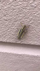 Melanoplus bivittatus