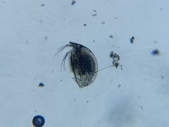 Graptoleberis testudinaria