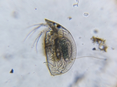 Graptoleberis testudinaria