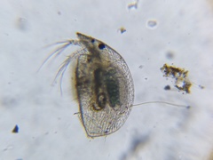 Graptoleberis testudinaria