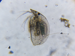 Graptoleberis testudinaria