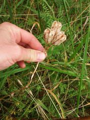 Fritillaria camschatcensis