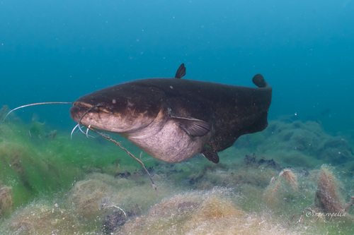 Wels catfish (Silurus glanis) — Siluridae