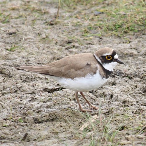 Chorlitejo chico (Charadrius dubius)