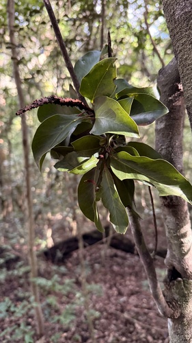 Foto de Faurea macnaughtonii