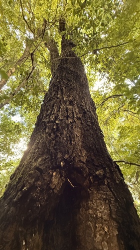 Foto de Faurea macnaughtonii