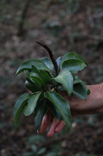 Foto de Faurea macnaughtonii
