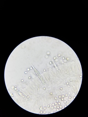 Lactarius subpalustris