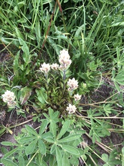 Castilleja parviflora albida