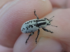 Eudiagogus rosenschoeldi