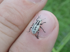 Eudiagogus rosenschoeldi