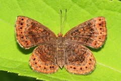 Calephelis borealis