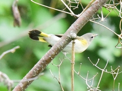 Setophaga ruticilla image