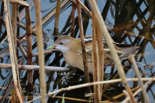 Polluela bastarda (Zapornia parva)