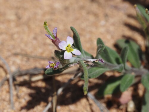 Image of Maresia nana by (c) Louis Aureglia, some rights reserved (CC BY)