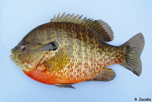 Redbreast Sunfish × Bluegill