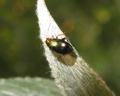 Crepidodera aurata