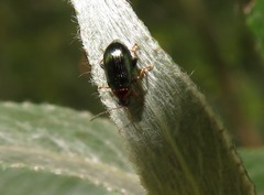 Crepidodera aurata