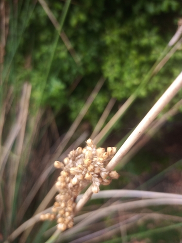 Pale rush (Juncus pallidus)