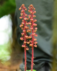Pterospora andromedea image