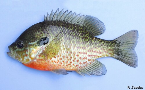 Redbreast Sunfish × Bluegill