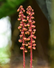 Pterospora andromedea image
