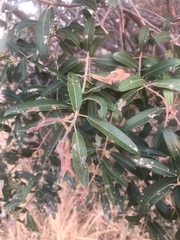 Ozoroa paniculosa paniculosa