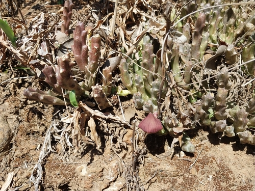 Image of Orbea variegata by (c) De Waal Hugo, some rights reserved (CC BY)