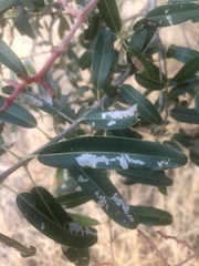 Ozoroa paniculosa paniculosa