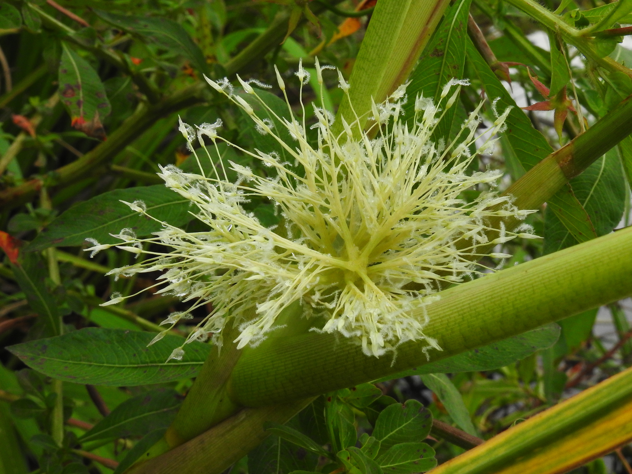Luziola subintegra