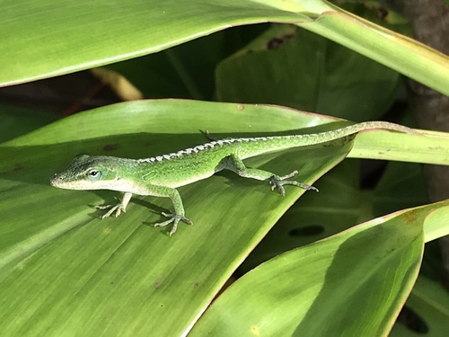 Anolis carolinensis observed 2019-08-19
