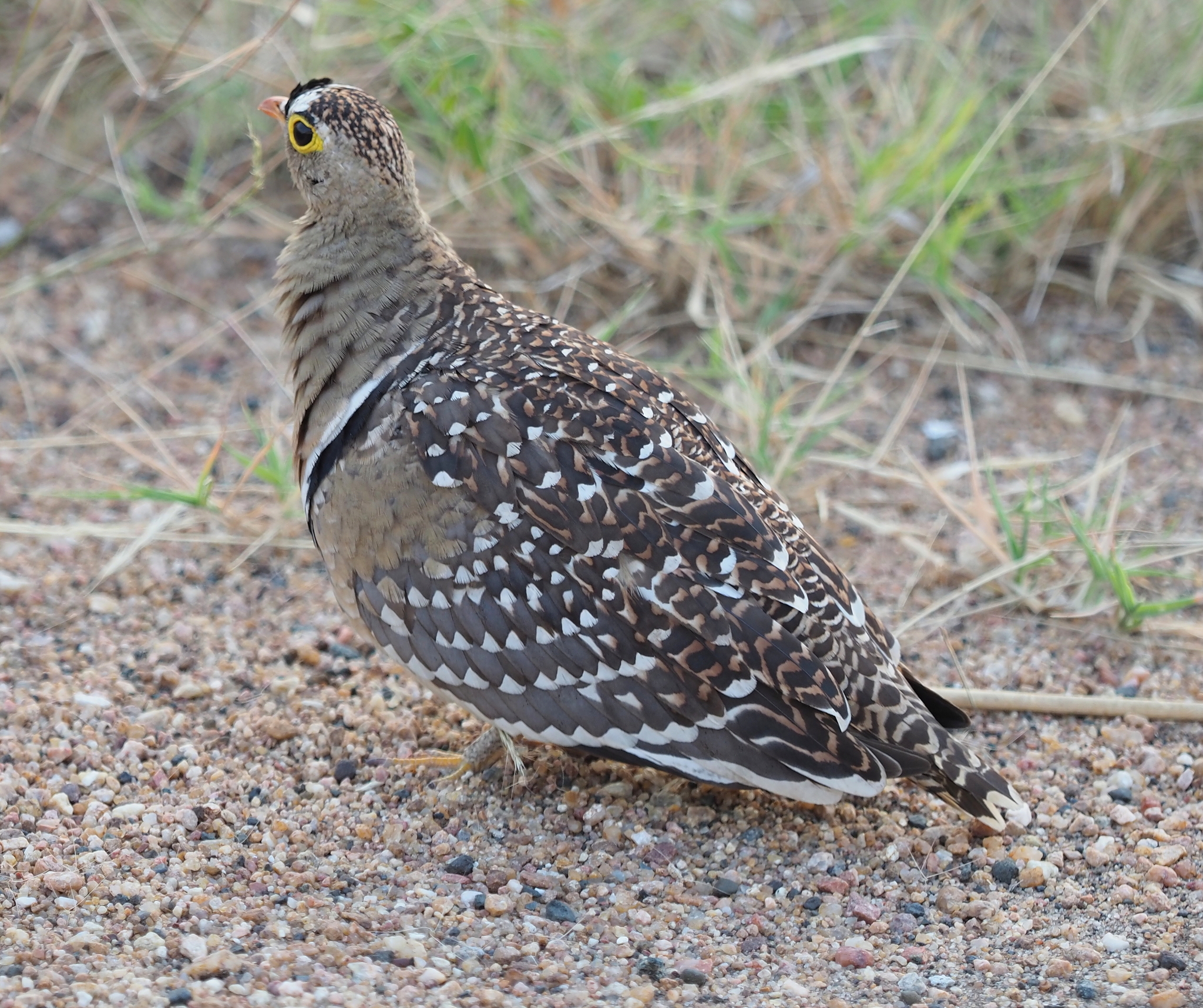 Double-banded Sandgrouse (Pterocles bicinctus), photo 5