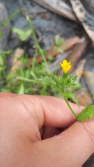 Amsinckia spectabilis