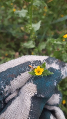 Amsinckia spectabilis