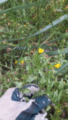 Amsinckia spectabilis