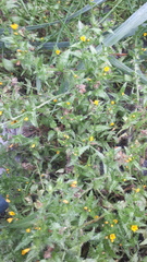 Amsinckia spectabilis