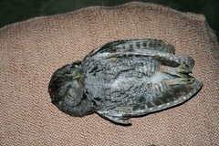 Megascops trichopsis