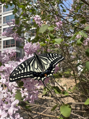 Chinese Yellow Swallowtail