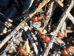 Formica subnitens