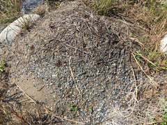 Formica subnitens