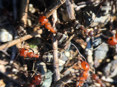 Formica subnitens
