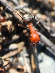 Formica subnitens