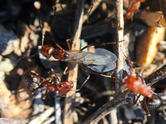 Formica subnitens
