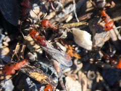 Formica subnitens