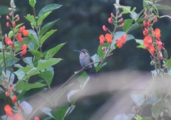 Lampornis amethystinus