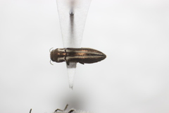 Agrilus gibbicollis