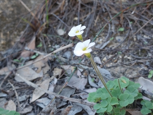 Image of Oxalis punctata by (c) De Waal Hugo, some rights reserved (CC BY)