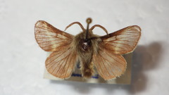 Malacosoma alpicolum