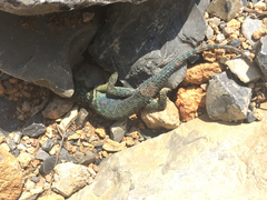 Sceloporus minor cyaneus