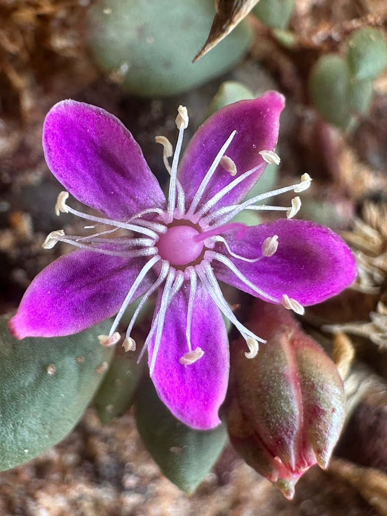 Trianthema oxycalyptrum